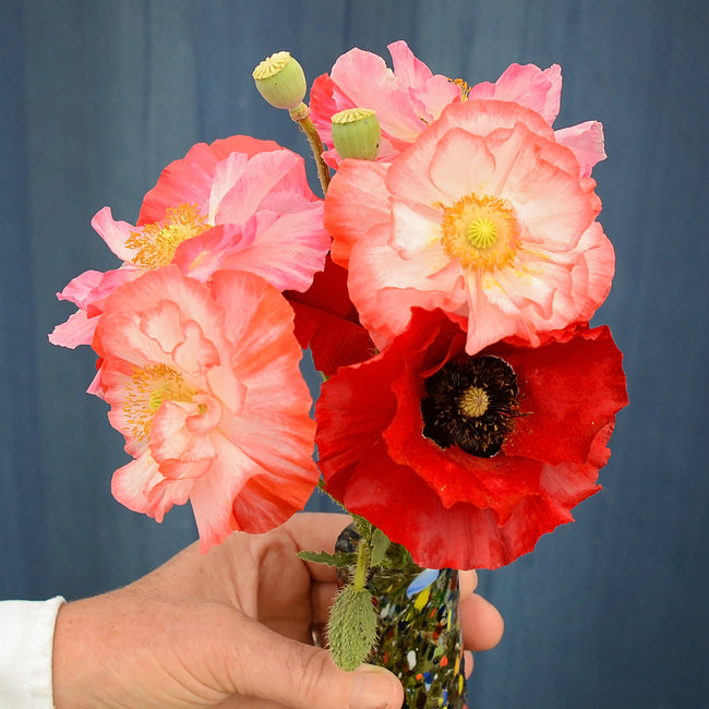 Hand holding Shirley Double poppy bouquet showing double crinkly blossoms in coral, pink, and red against a blue background