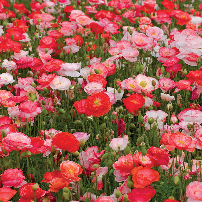 FALLING IN LOVE-POPPY