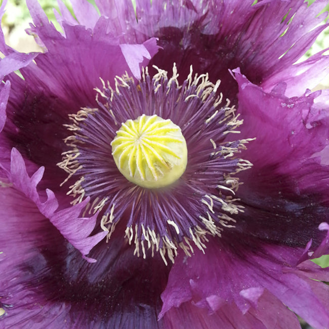 Close-up of Jimi's Purple Haze poppy showcasing the central pale yellow seed capsule and frilly purple petals