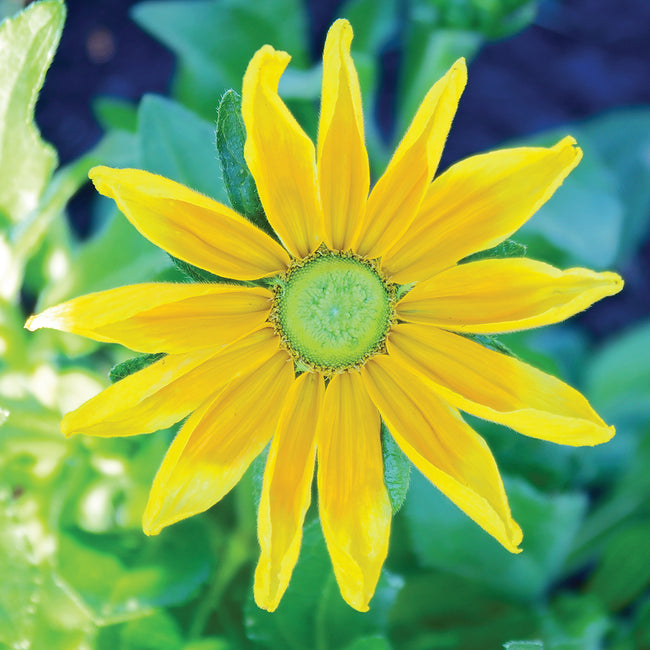 Close-up of Prairie Sun rudbeckia flower showcasing large golden-yellow petals with lighter tips and green center on blurred green foliage background