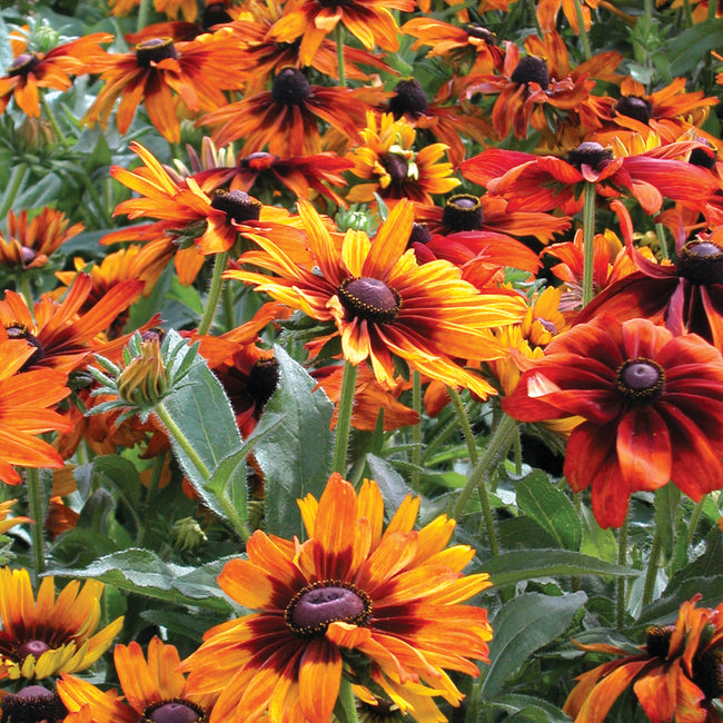 Close-up of Cappuccino rudbeckia flower showing large mahogany and gold petals with green foliage background