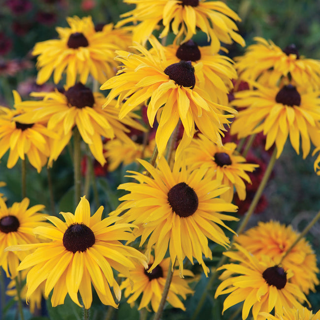 Close-up of Moppets Rudbeckia flowers showcasing large double yellow blooms with dark centers against green foliage