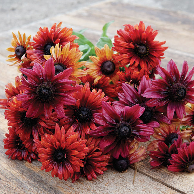 SAHARA-RUDBECKIA