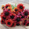 SAHARA-RUDBECKIA