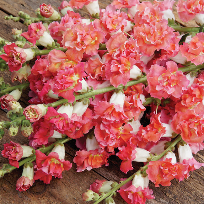 Close up of Madame Butterfly Bronze and White snapdragon showing frilly double salmon blooms with creamy white bases against green foliage background