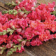 Close-up of Madame Butterfly Cherry Bronze snapdragons showcasing frilly double coral-cerise blooms on a wooden surface