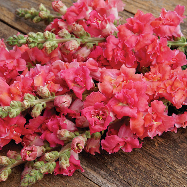 Close-up of Madame Butterfly Cherry Bronze snapdragons showcasing frilly double coral-cerise blooms on a wooden surface