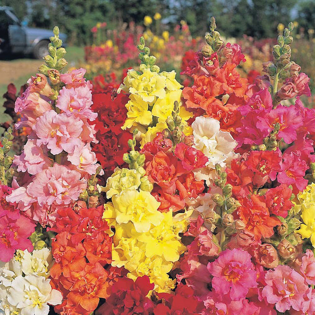 MADAME BUTTERFLY MIX-SNAPDRAGON