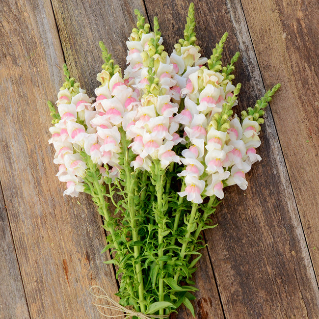 Top-down view of Potomac Appleblossom snapdragon stems showing bicolor white and pink blooms on a light wood background