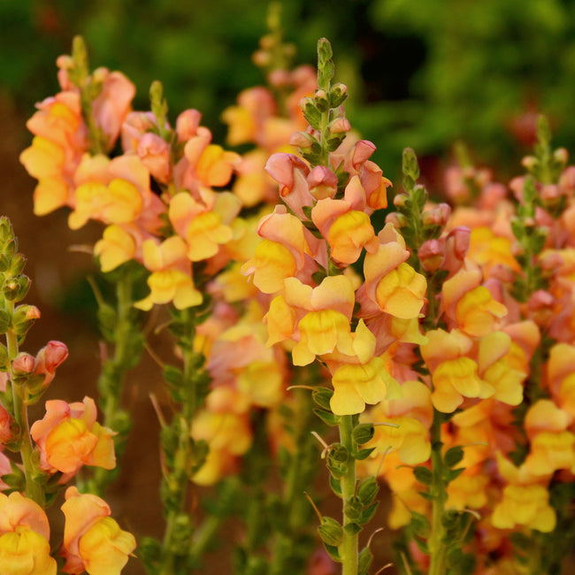 Close-up of Potomac Early Orange snapdragon blooms showing golden-orange tapered flower spikes against blurred green background