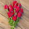 Top-down view of Potomac Red snapdragon stems showcasing vibrant carmine-red tapered flower spikes on a wooden surface
