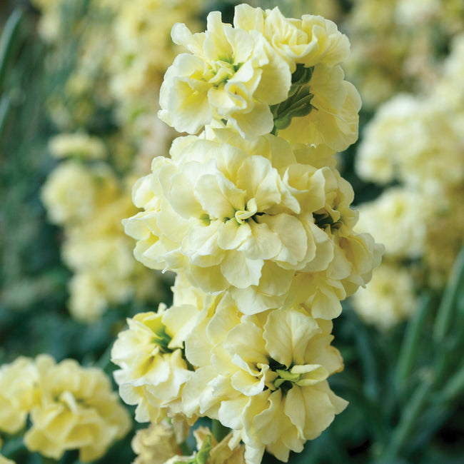 Close-up of Quartet Deep Yellow stock flowers showing pale French vanilla ruffled blooms and green foliage