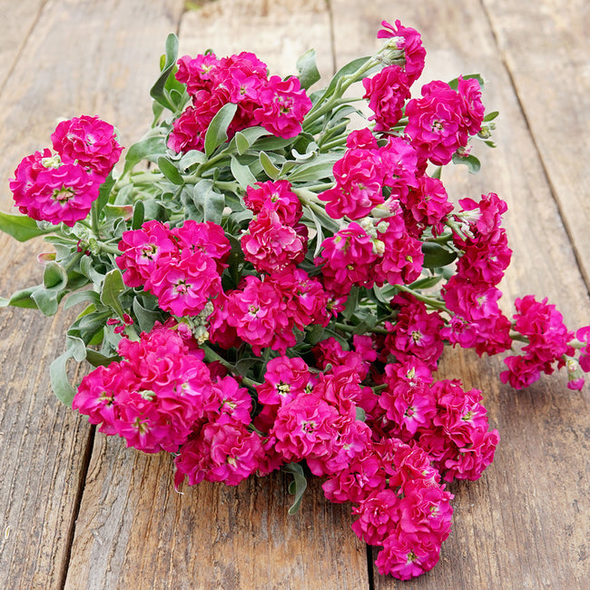 QUARTET RED-STOCK
