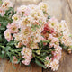 Close-up of Quartet Apricot stock flowers showcasing pastel apricot ruffled blooms and long stems on neutral background