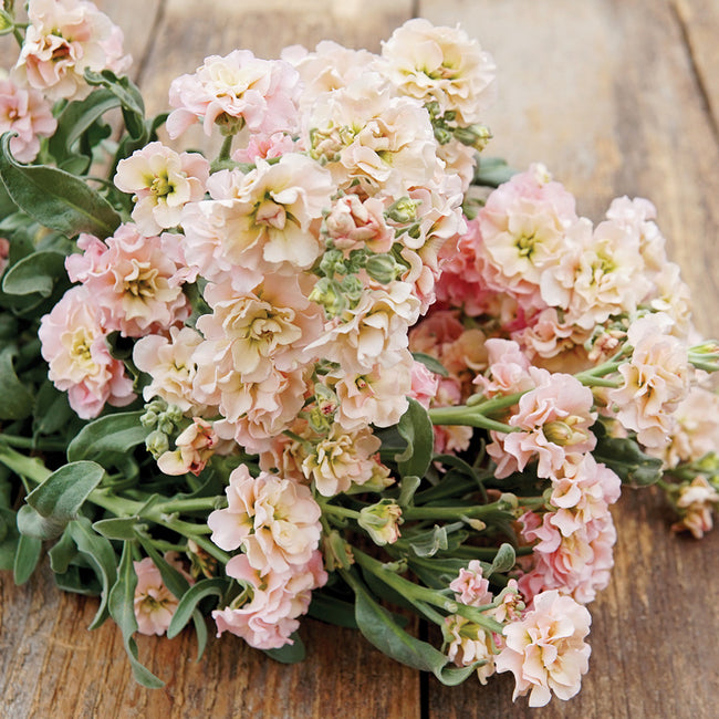 Close-up of Quartet Apricot stock flowers showcasing pastel apricot ruffled blooms and long stems on neutral background