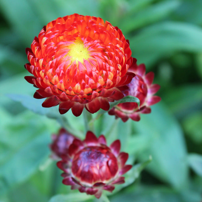 Close-up of Fireball strawflower bloom showing double flaming orange-red petals with green blurred garden background