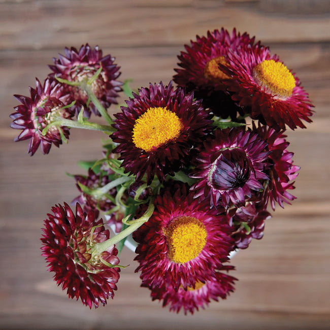 Close-up of Purple Red Strawflower showcasing double dark maroon blooms with a neutral background