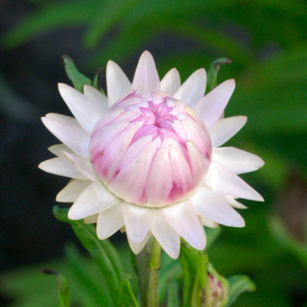 Close-up of Silvery Rose strawflower showing blushed light pink center and pearly white outer petals against a soft green background