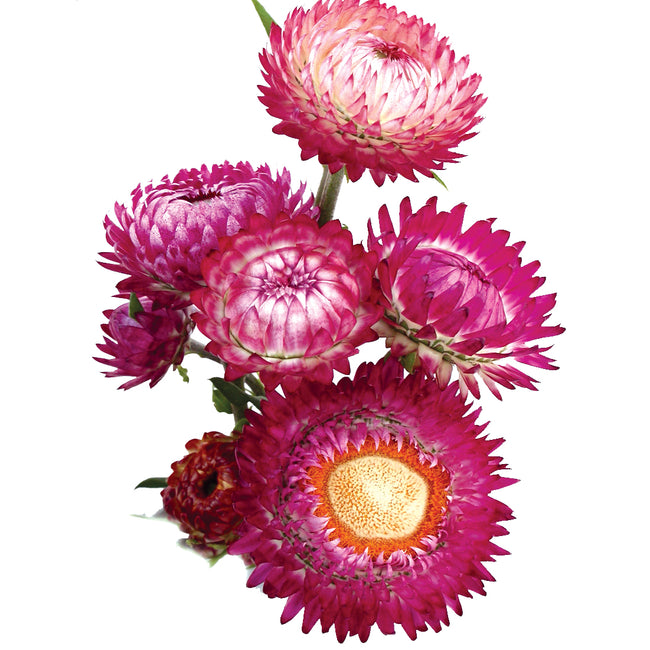 Close-up of Tall Choice Double Mix strawflower blooms showing double-layered pink and magenta petals on white background
