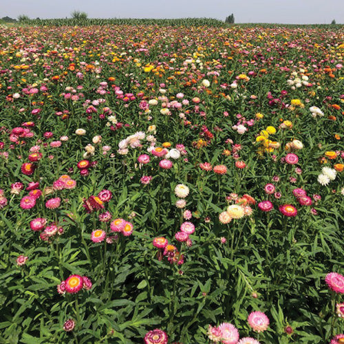 Close-up of Endless Summer Strawflower Mix showcasing bright double blooms in pink, yellow, and orange with green stems