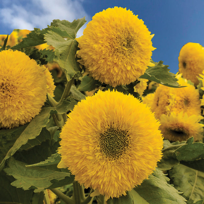 Close-up of Gummy Bear sunflower heads showing fully double fluffy yellow blooms with green leaves and blue sky background