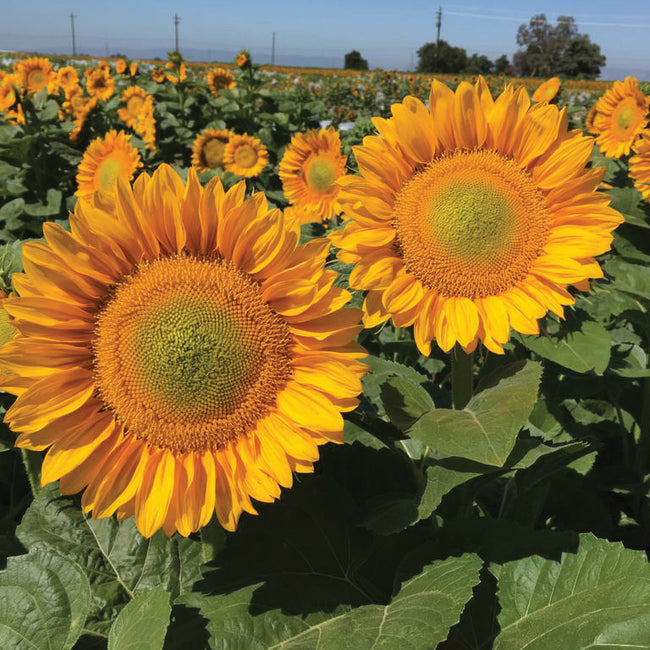 Close-up of Procut Gold Lite sunflower showcasing golden-orange petals and a bright green center