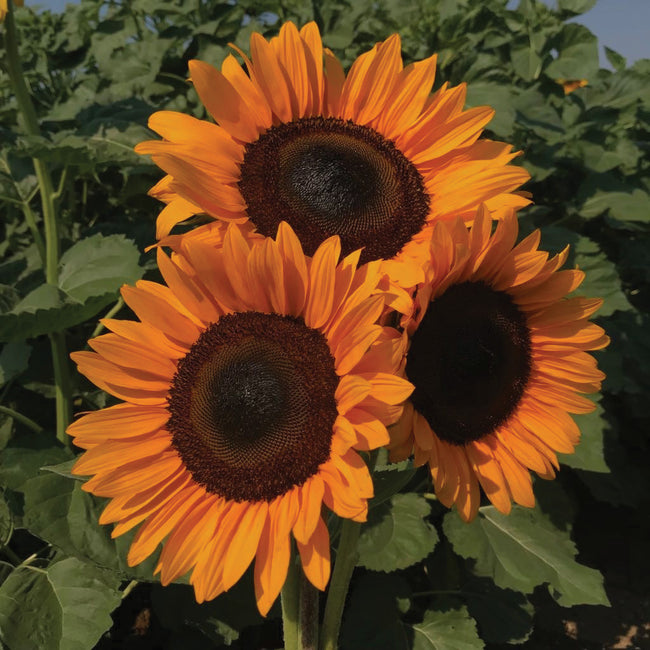 Front view of ProCut Orange Excel sunflower showing three orange blooms with dark centers against green foliage