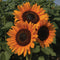 Front view of ProCut Orange Excel sunflower showing three orange blooms with dark centers against green foliage
