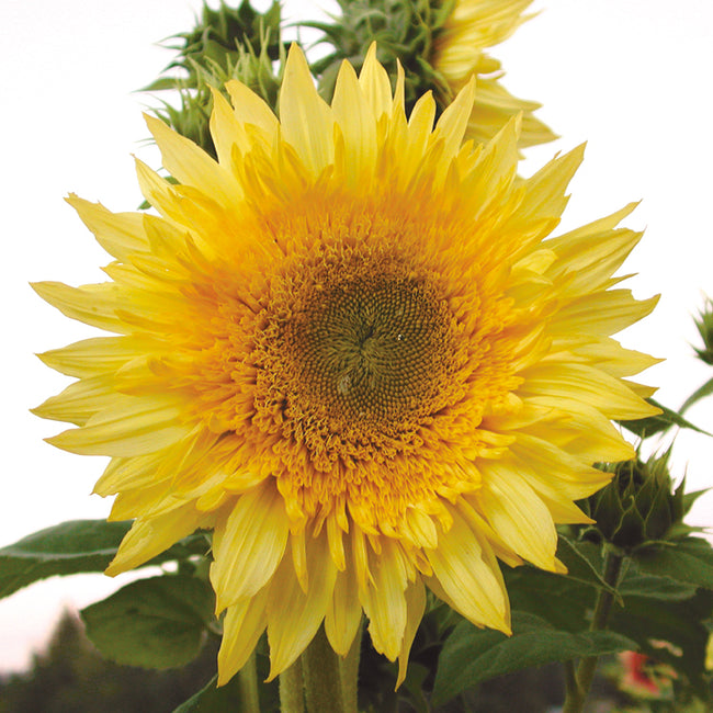 Close-up of Starburst Mix sunflower showing semi-double yellow petals and green center with blurred foliage background