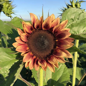 Front view of Procut Plum sunflower showing maroon and cream bicolor petals and bronzy-brown center against green foliage