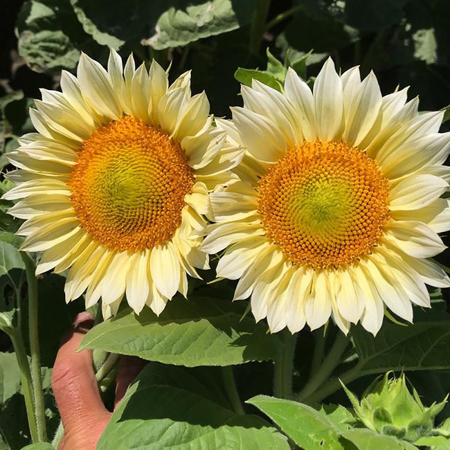 Front view of Procut White Lite sunflower showing creamy yellow petals and golden green center on green foliage background
