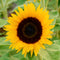Close-up of Zohar sunflower bloom showcasing golden-orange petals and velvety black center against green foliage