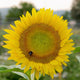 Front view of Sunrich Lime sunflower bloom showcasing yellow petals and lime-green disk on a single stem