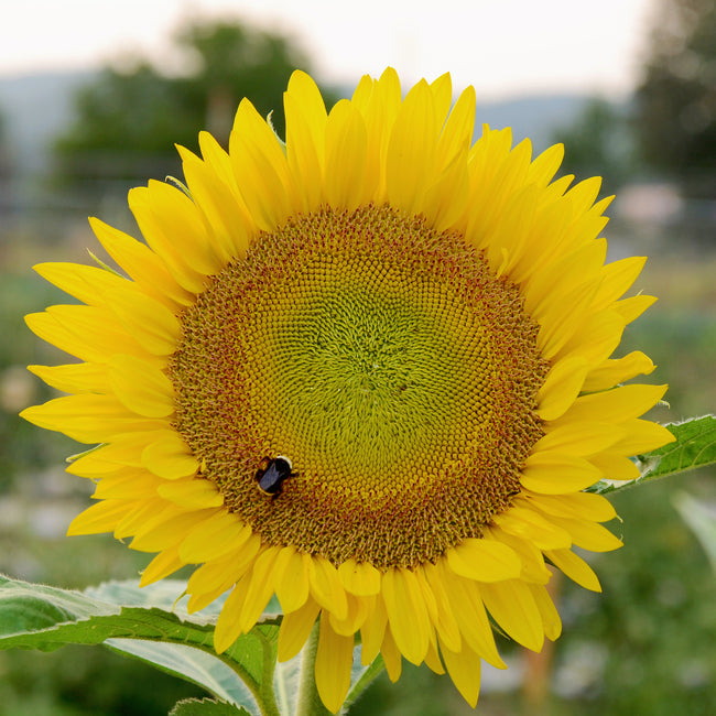 Front view of Sunrich Lime sunflower bloom showcasing yellow petals and lime-green disk on a single stem
