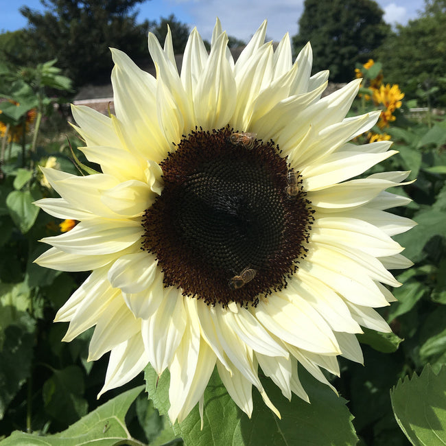 Close-up of Procut White Nite sunflower bloom showing creamy ivory petals and dark pollen-free center in garden