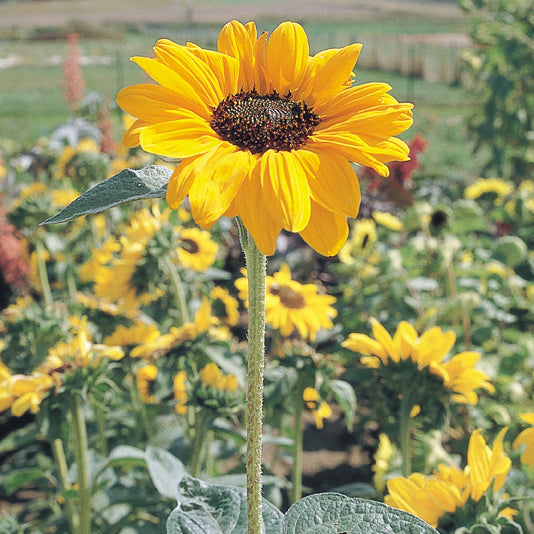 SORAYA-SUNFLOWER