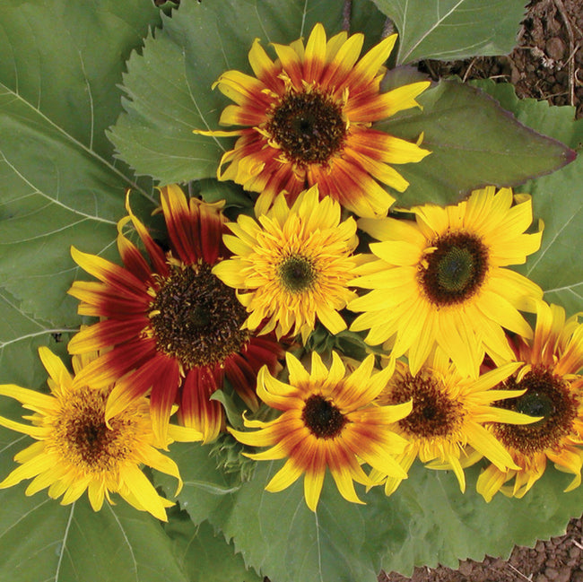 Front view of The Joker sunflower blooms showing red and yellow bicolor petals and multi-branched stems against green foliage