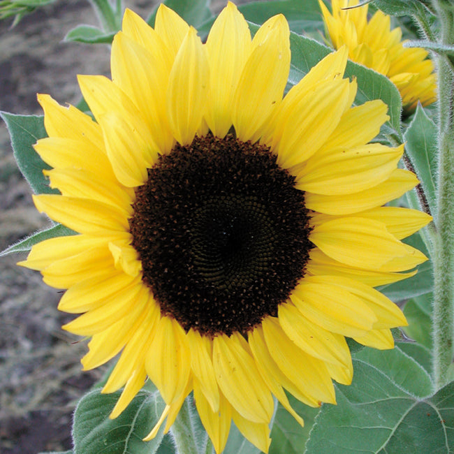 Close-up of Sunrich Lemon sunflower head showcasing lemon-yellow petals and dark black center with green leaves and soil background
