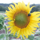Close-up of Sunseed sunflower bloom showcasing large yellow petals and central seed head with green foliage background
