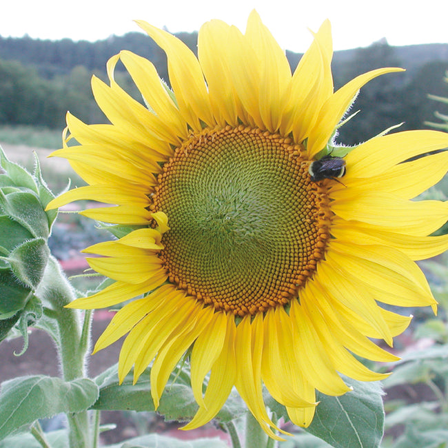 Close-up of Sunseed sunflower bloom showcasing large yellow petals and central seed head with green foliage background
