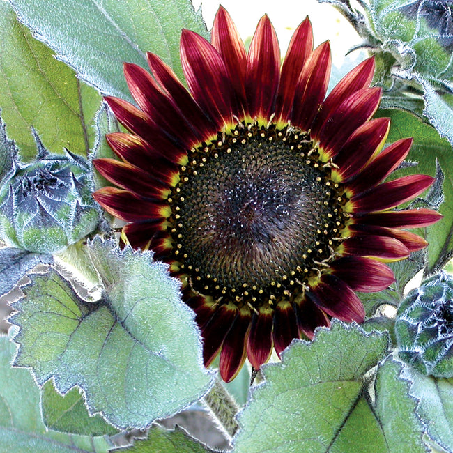Front view of Floristan sunflower head showing dark center and reddish brown rays tipped yellow on white background