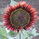 Close-up of Floristan sunflower head showing reddish-brown petals tipped in yellow and a dark center