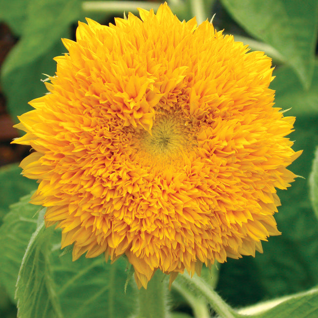 Close-up of Teddy Bear sunflower showing fluffy double 4 to 5 inch yellow pompom bloom with green leaves in background