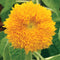 Close-up of Teddy Bear sunflower showing fluffy double 4 to 5 inch yellow pompom bloom with green leaves in background