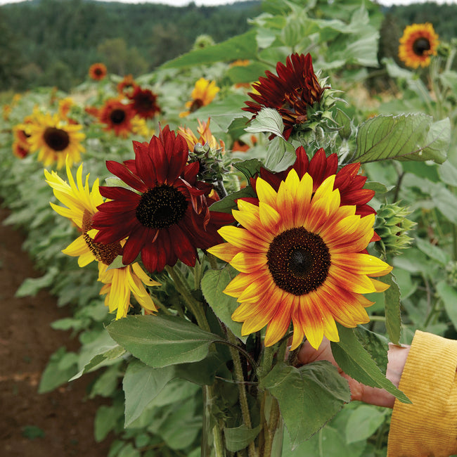 Front view of Red Sun sunflower showing red-centered blooms with yellow outer petals and green garden background