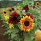 Front view of Red Sun sunflower showing red-centered blooms with yellow outer petals and green garden background