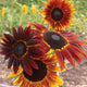 Close-up of Infrared Mix sunflower blooms showcasing deep red-to-gold petals and dark centers against a blurred garden background