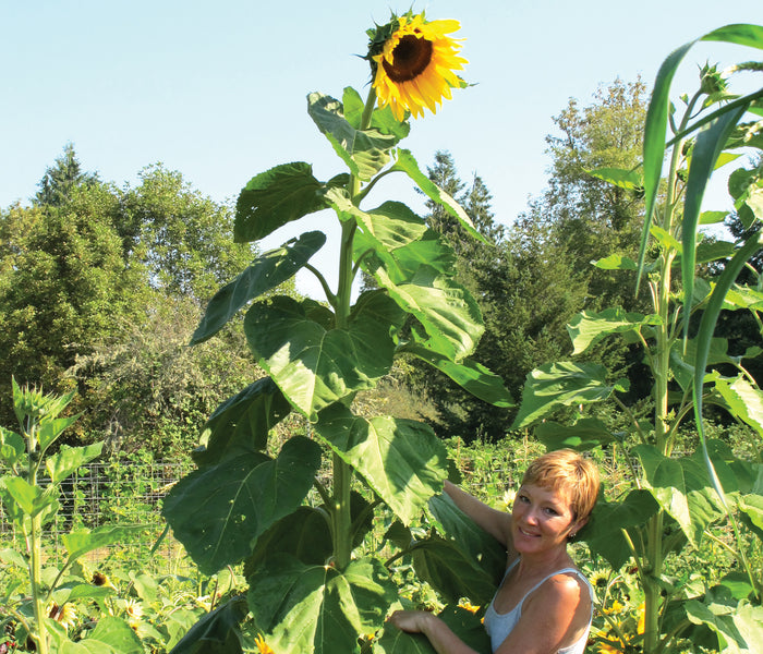 Front view of American Giant sunflowers showing tall stalks and large golden 10-inch blooms in a garden