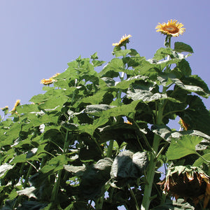 Low-angle view of American Giant sunflower plants showcasing tall stalks and large golden blooms against a clear blue sky
