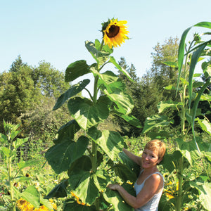 Front view of American Giant sunflowers showing tall stalks and large golden 10-inch blooms in a garden